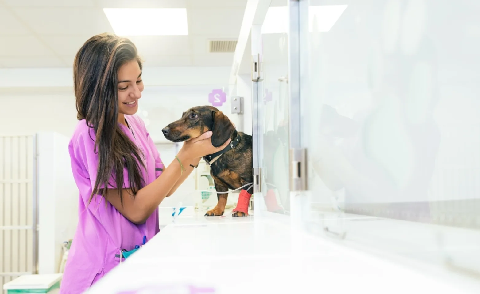 A veterinary professional petting a dachshund that has an IV in its leg
